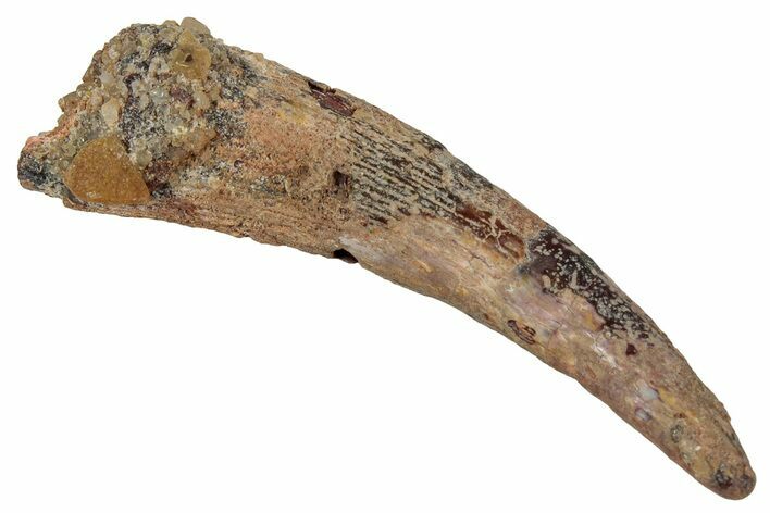Large, Fossil Pterosaur (Siroccopteryx) Tooth - Morocco #354877